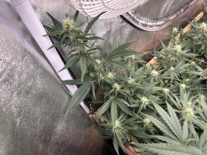 HS - Purple Kush. Week 22