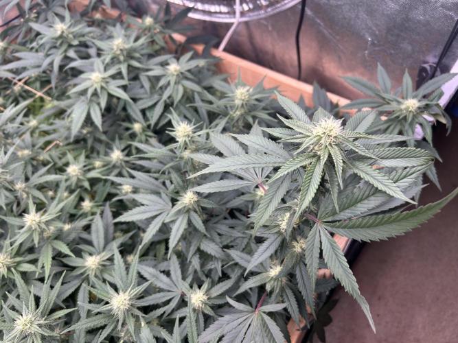 RQS - Gelato 44. Week 20