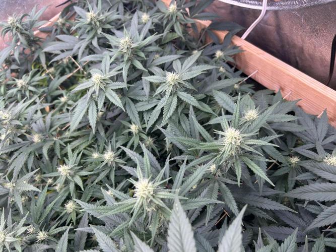 RQS - Gelato 44. Week 20