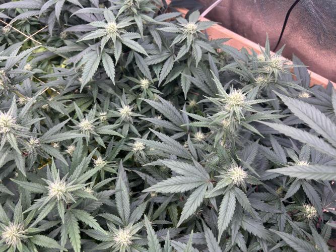 RQS - Gelato 44. Week 20