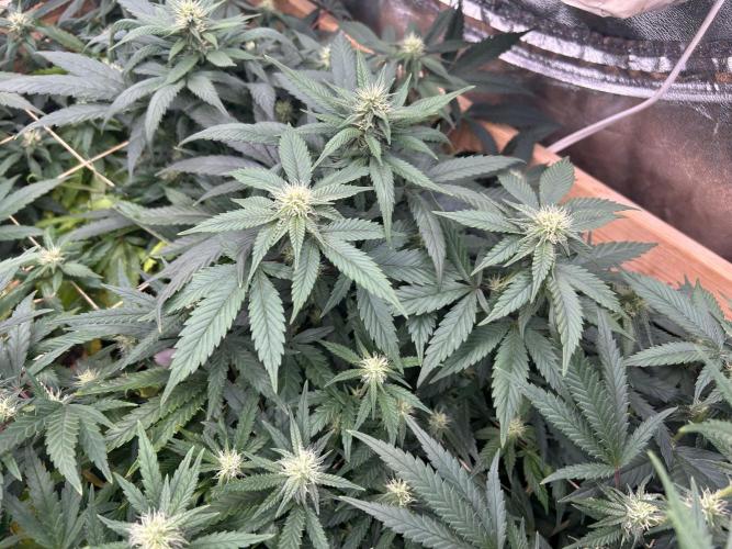 RQS - Gelato 44. Week 20