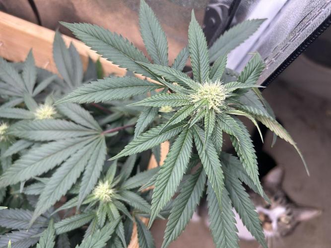 RQS - Gelato 44. Week 20