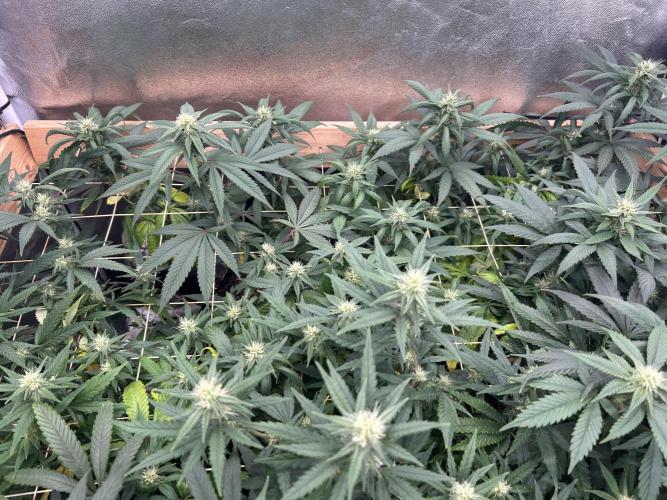 RQS - Tropicana Cookies Purple. Week 21