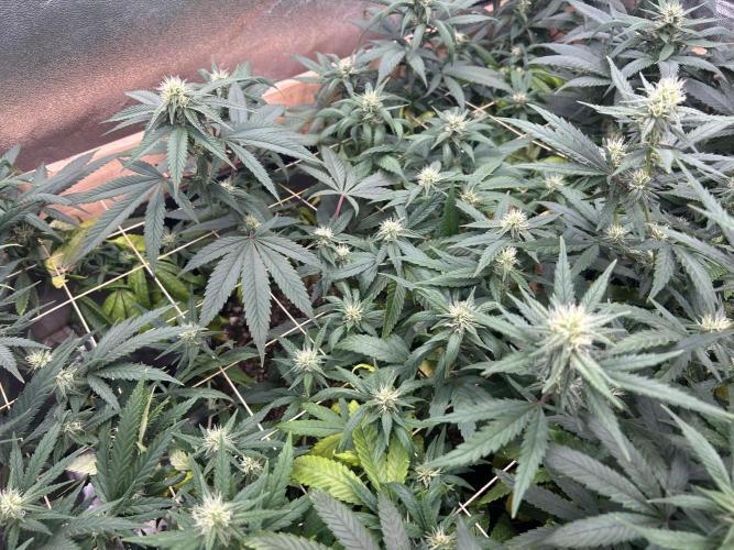 RQS - Tropicana Cookies Purple. Week 21