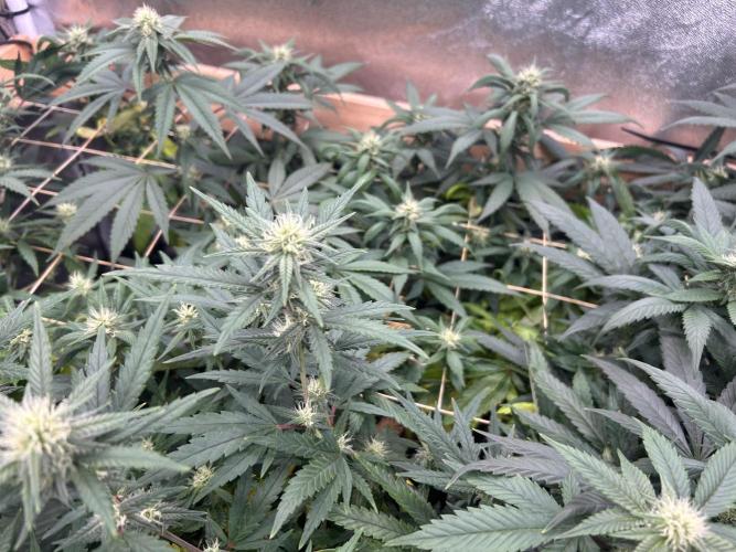 RQS - Tropicana Cookies Purple. Week 21