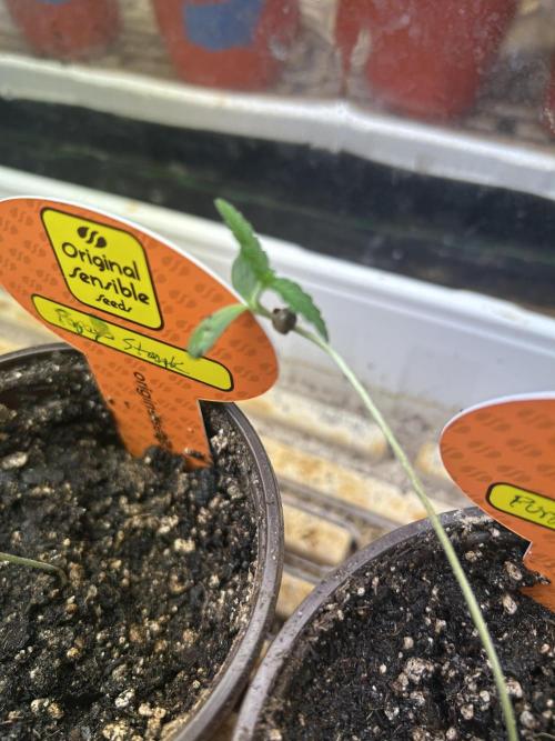 Papaya Stank. Week 1