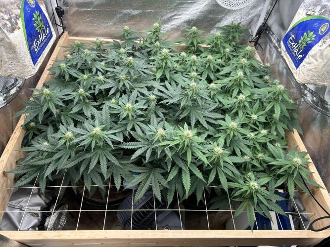 WSE - Sour Diesel. Week 23 - 7/4/26