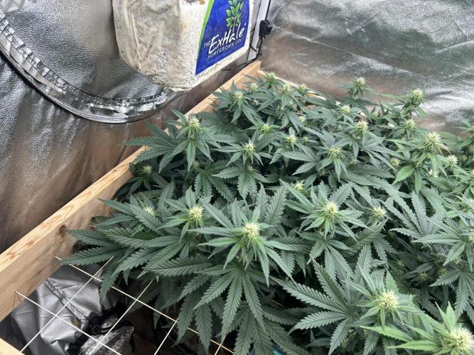 WSE - Sour Diesel. Week 23