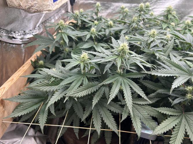 WSE - Sour Diesel. Week 23