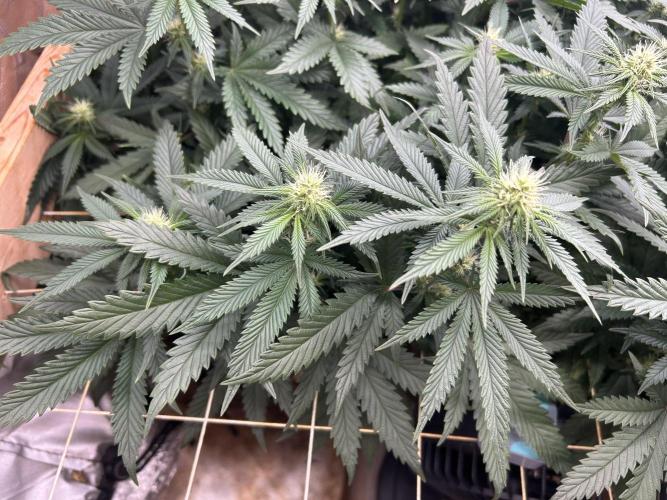 WSE - Sour Diesel. Week 23