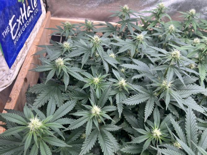 WSE - Sour Diesel. Week 23