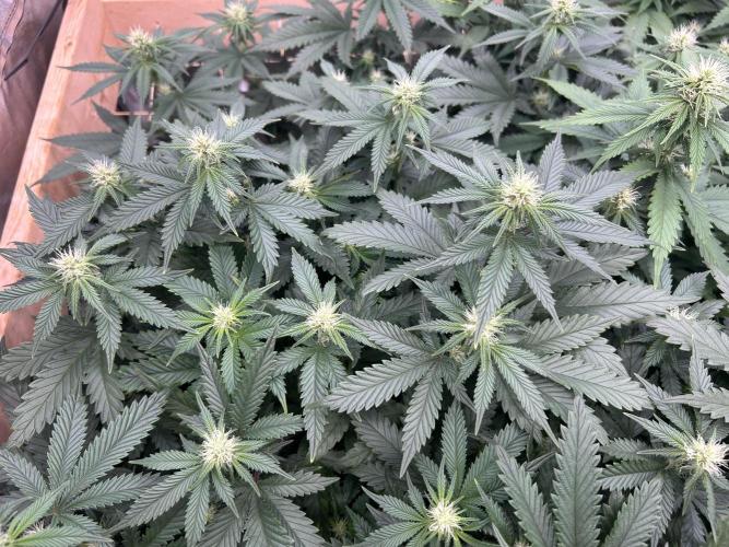 WSE - Sour Diesel. Week 23