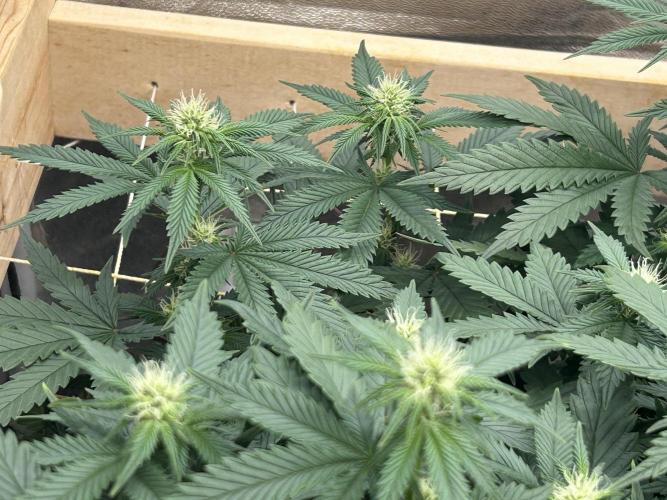 WSE - Sour Diesel. Week 23