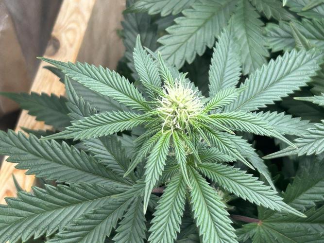 WSE - Sour Diesel. Week 23