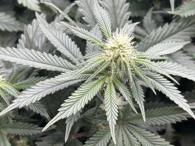 Sour Diesel . Week 23