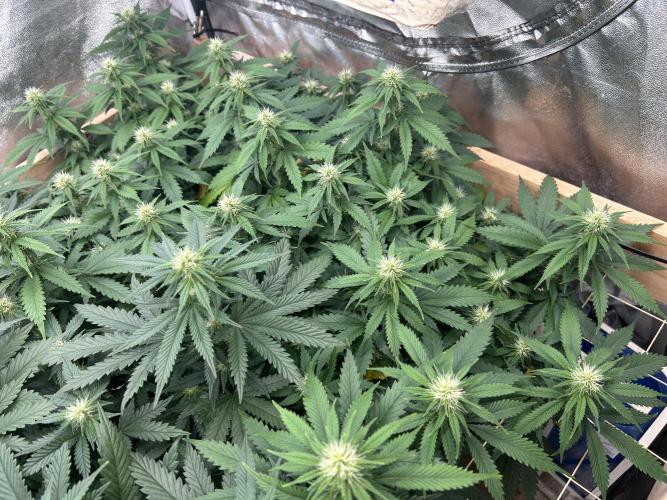 WSE - NYC Diesel. Week 23