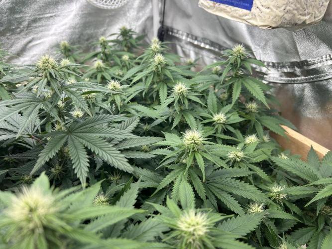 WSE - NYC Diesel. Week 23
