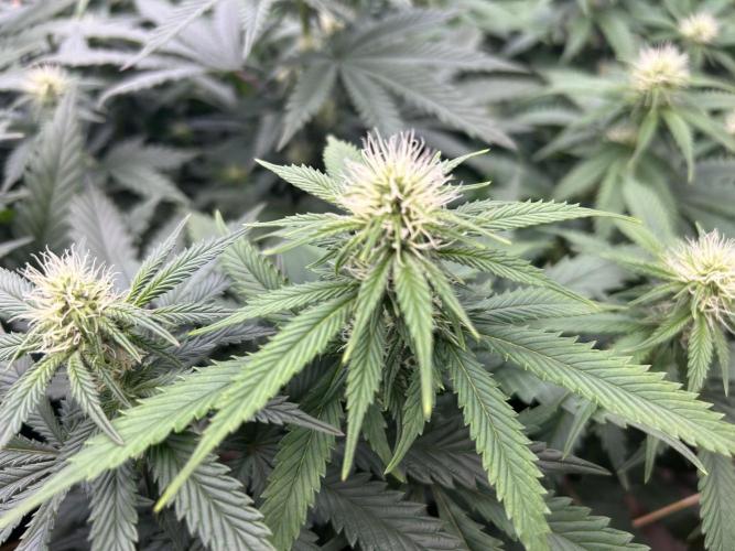 WSE - NYC Diesel. Week 23