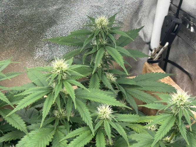 WSE - NYC Diesel. Week 23