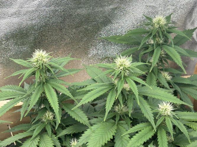 WSE - NYC Diesel. Week 23