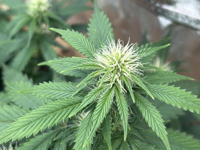NYC Diesel . Week 23