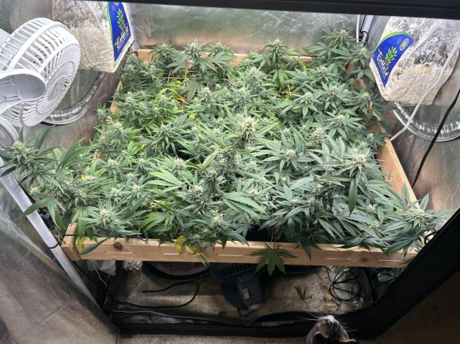 HS - Purple Kush. Week 23 - 7/4/26