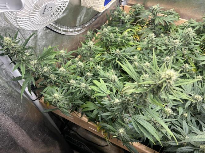 HS - Purple Kush. Week 23
