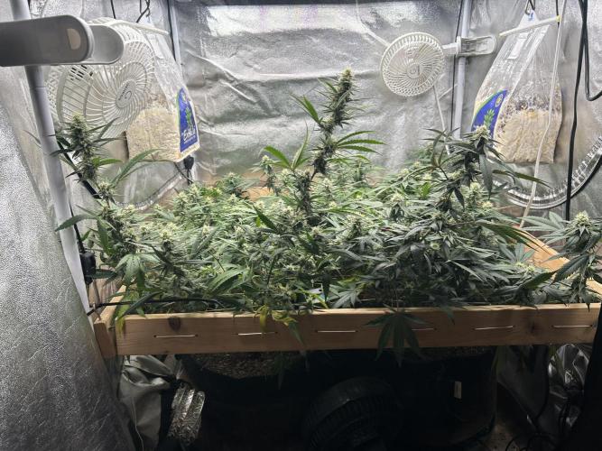 HS - Purple Kush. Week 23