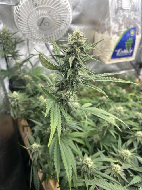 HS - Purple Kush. Week 23