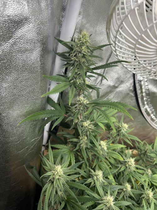 HS - Purple Kush. Week 23