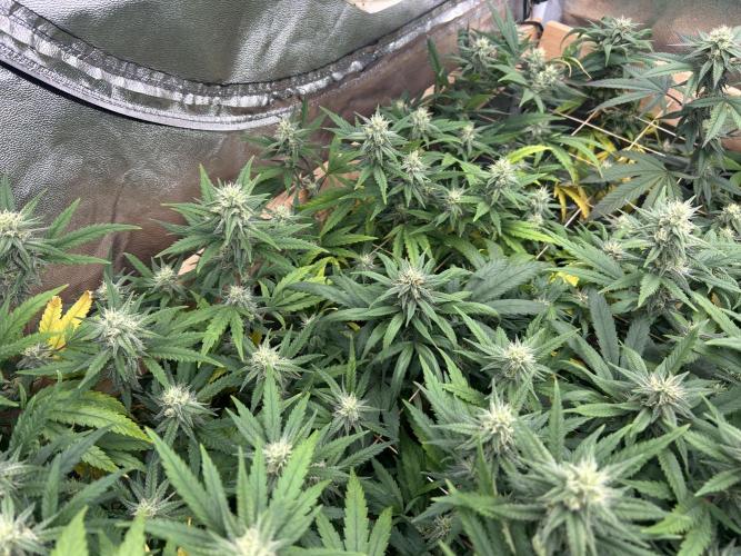 HS - Purple Kush. Week 23