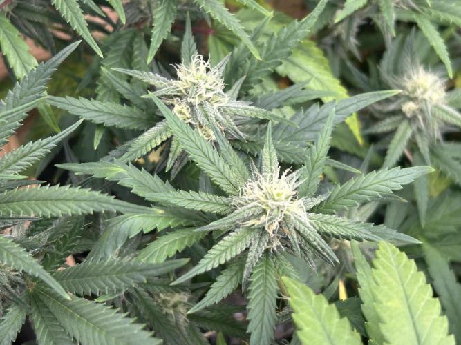 HS - Purple Kush. Week 23
