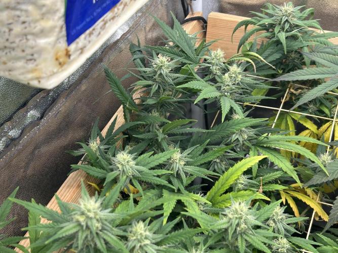 Purple Kush. Week 23