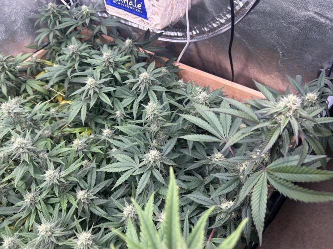 RQS - Gelato 44. Week 21