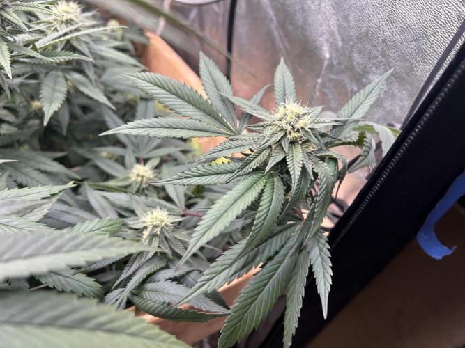 RQS - Gelato 44. Week 21
