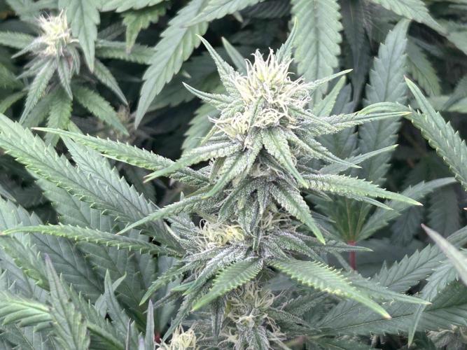 RQS - Gelato 44. Week 21