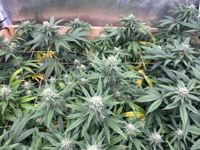 Gelato 44. Week 21