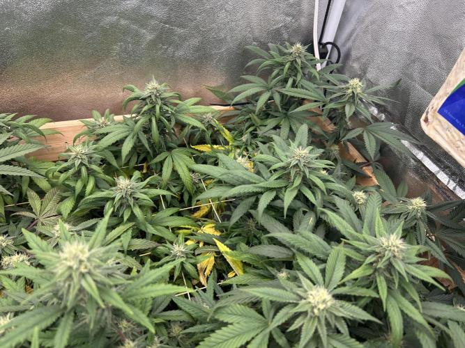 RQS - Tropicana Cookies Purple. Week 22