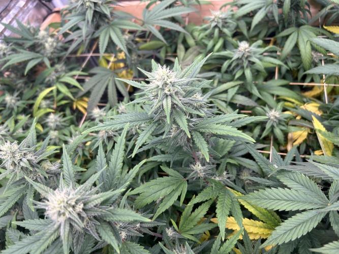 RQS - Tropicana Cookies Purple. Week 22
