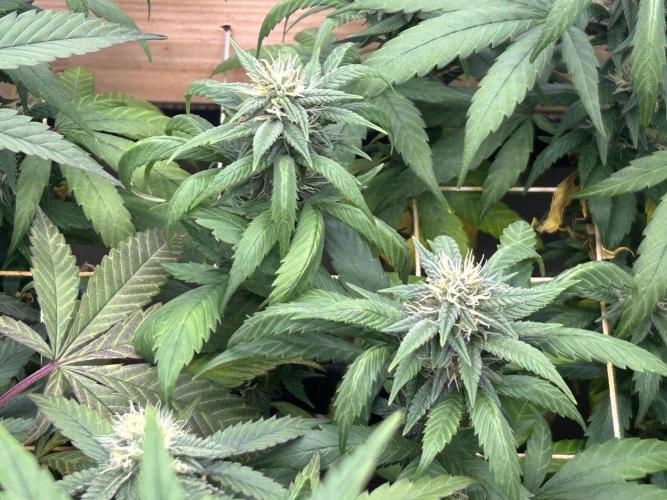 RQS - Tropicana Cookies Purple. Week 22