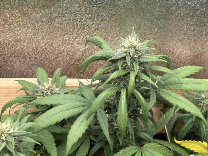 RQS - Tropicana Cookies Purple. Week 22