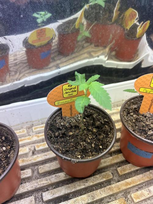 OSS - Banana Fumes. Week 2 - 7/4/26