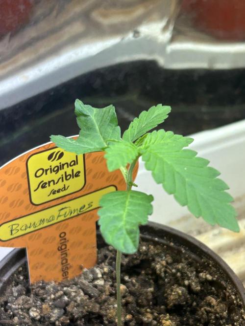 OSS - Banana Fumes. Week 2