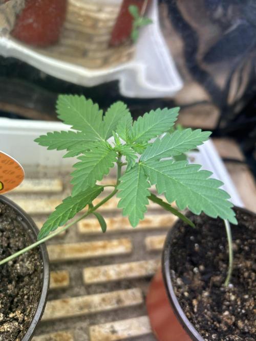 OSS - Papaya Stank. Week 2