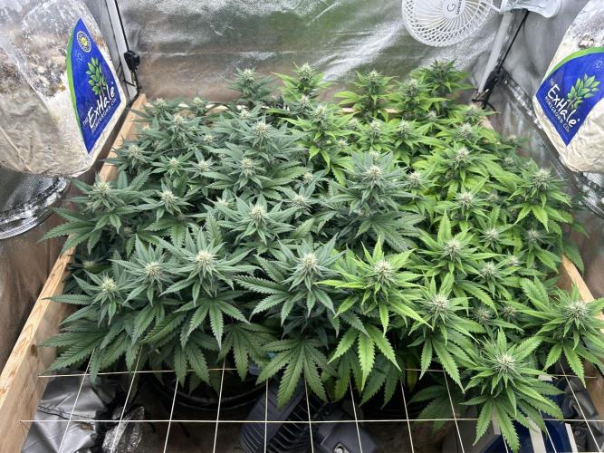 WSE - Sour Diesel. Week 24 - 7/11/26