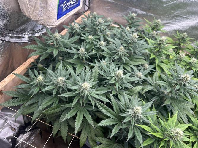 WSE - Sour Diesel. Week 24