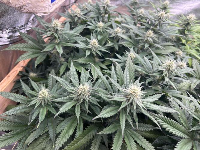 WSE - Sour Diesel. Week 24
