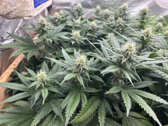 WSE - Sour Diesel. Week 24