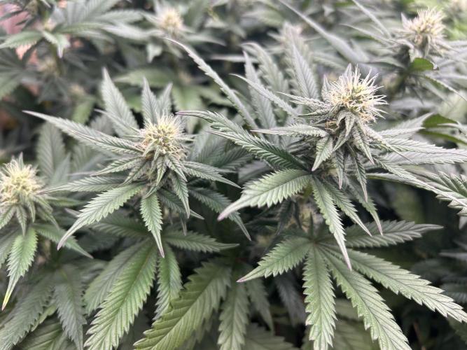 WSE - Sour Diesel. Week 24