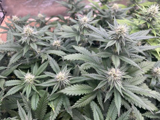 WSE - Sour Diesel. Week 24